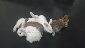 Rabbits