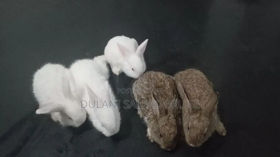 Rabbits