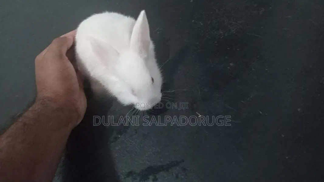 Rabbits