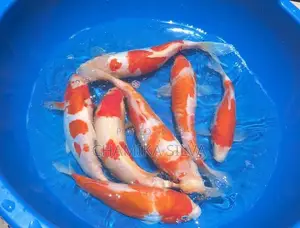 Koi Fish