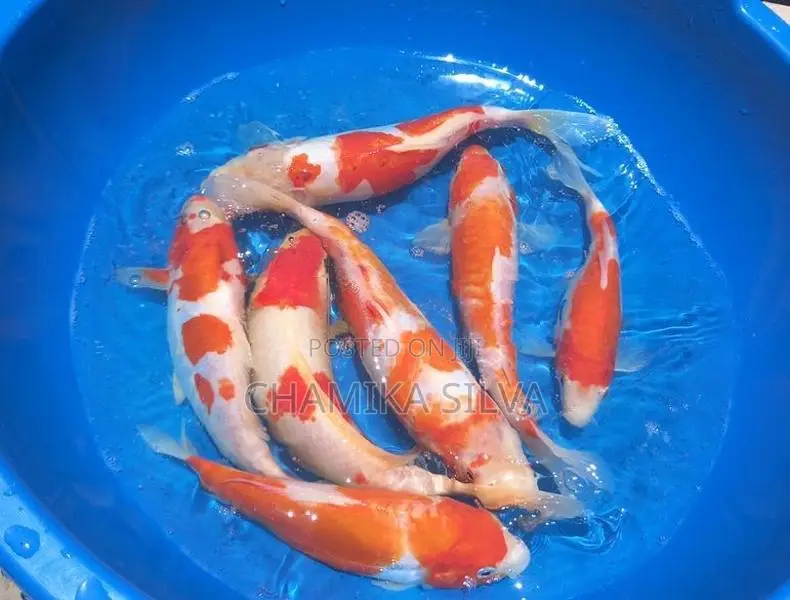 Koi Fish
