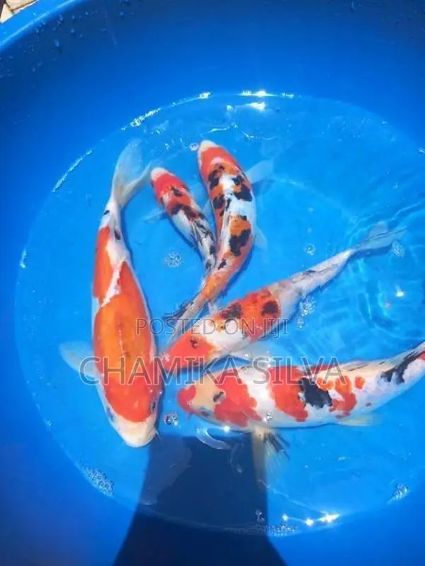 Koi Fish