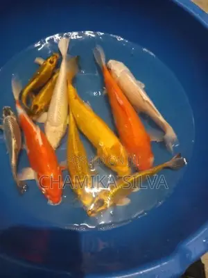 Koi Fish