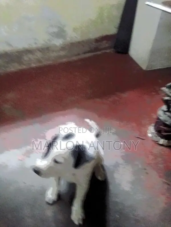 Dalmation Puppies