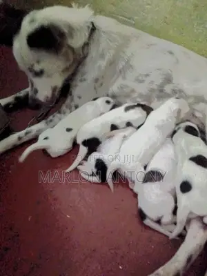 Dalmation Puppies