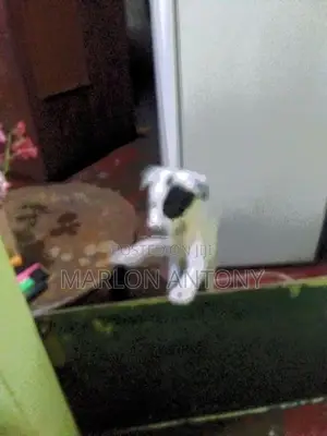 Dalmation Puppies