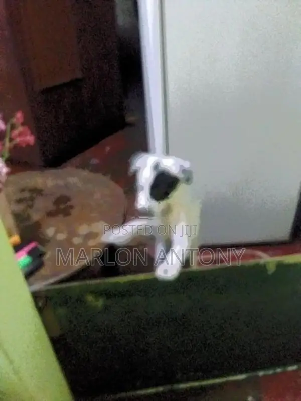 Dalmation Puppies