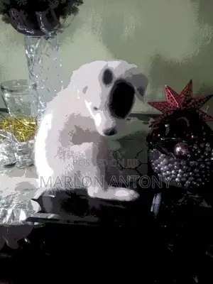 Dalmation Puppies