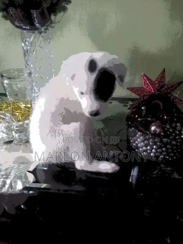 Dalmation Puppies