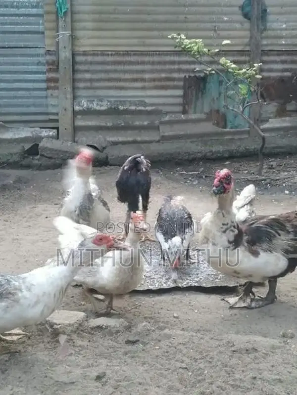 Ducks