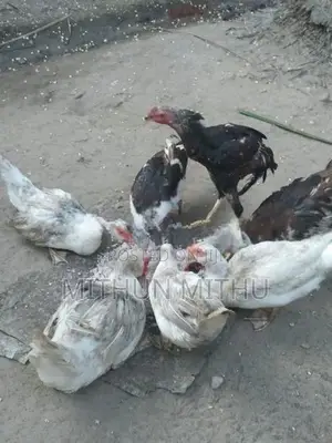 Ducks