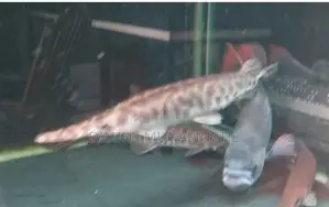 Florida Gar