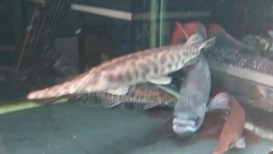 Florida Gar