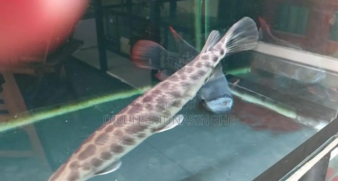 Florida Gar