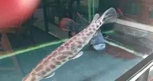 Florida Gar