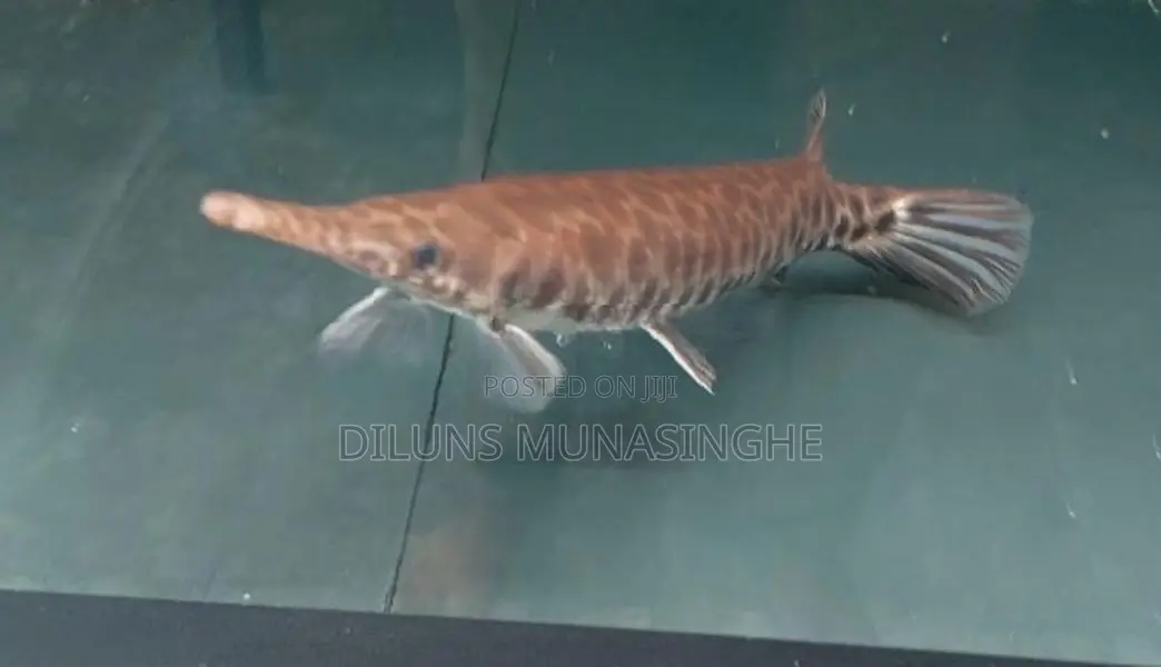 Florida Gar