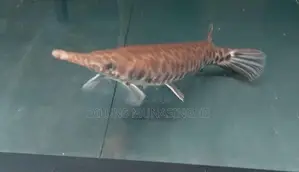 Florida Gar