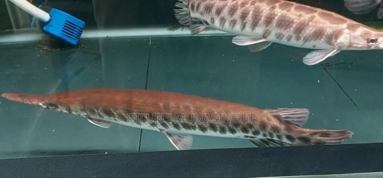 Florida Gar