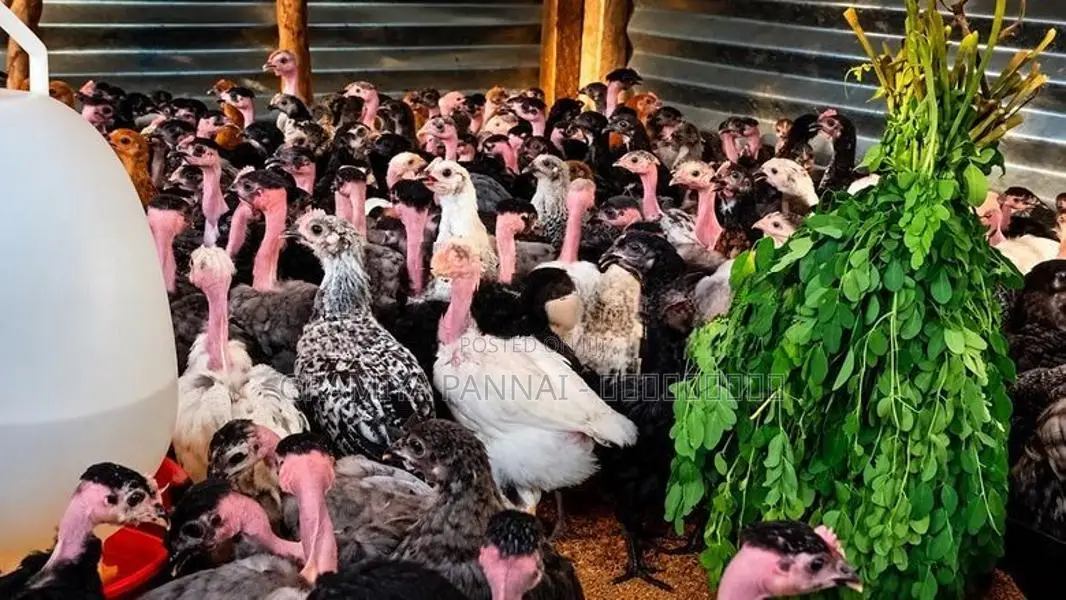 இரெண்டரை மாத ஊர்க்கோழி மலிவு விற்பனை!
