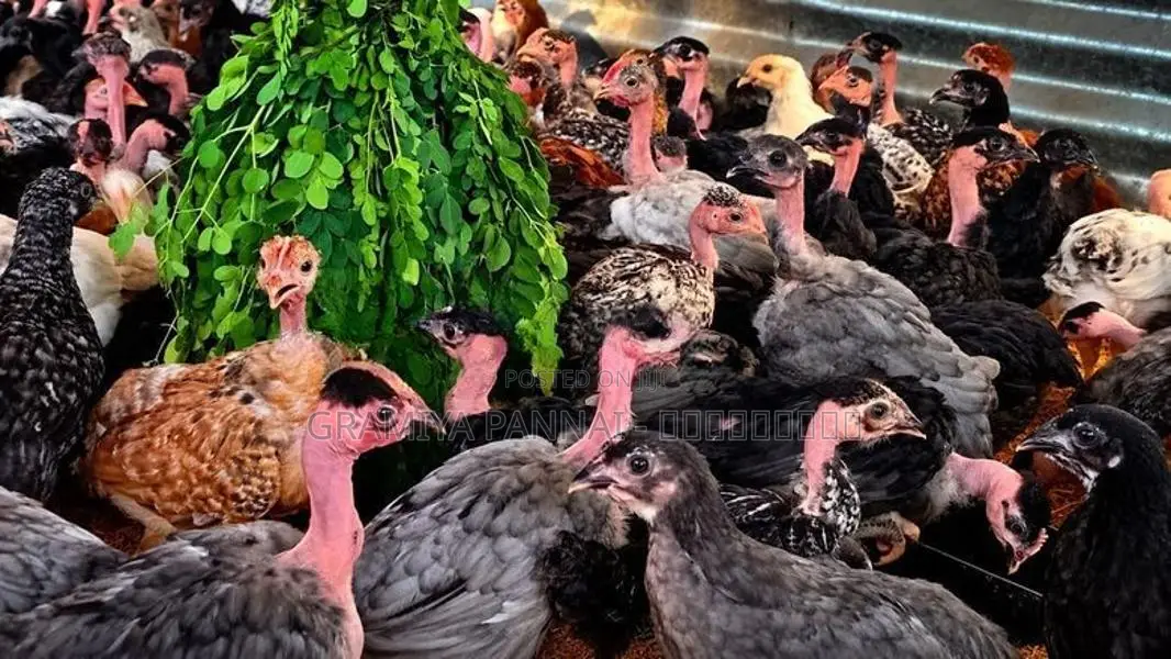 இரெண்டரை மாத ஊர்க்கோழி மலிவு விற்பனை!