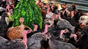 இரெண்டரை மாத ஊர்க்கோழி மலிவு விற்பனை!
