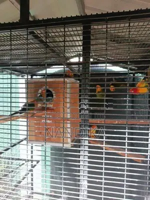 Sun Conure