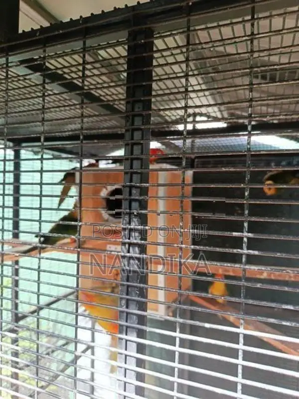 Sun Conure