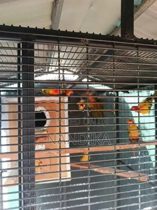 Sun Conure