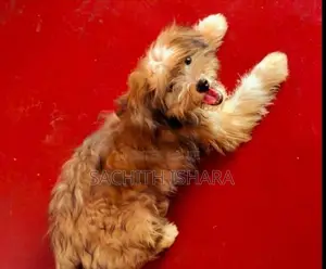 Terrier Puppy