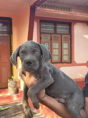 Cane Corso Puppies