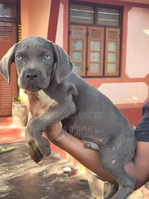 Cane Corso Puppies