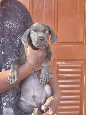 Cane Corso Puppies