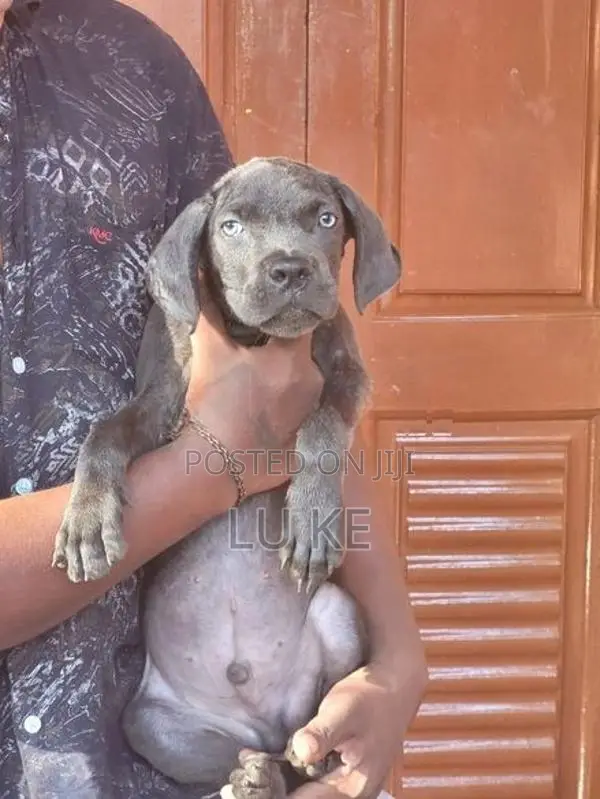 Cane Corso Puppies