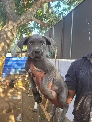 Cane Corso Puppies