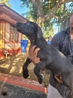 Cane Corso Puppies