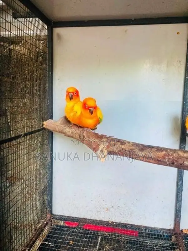 Sunconur