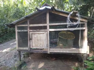කුකුලන් හෝ විසිතුරු පක්ෂීන් කූඩුව