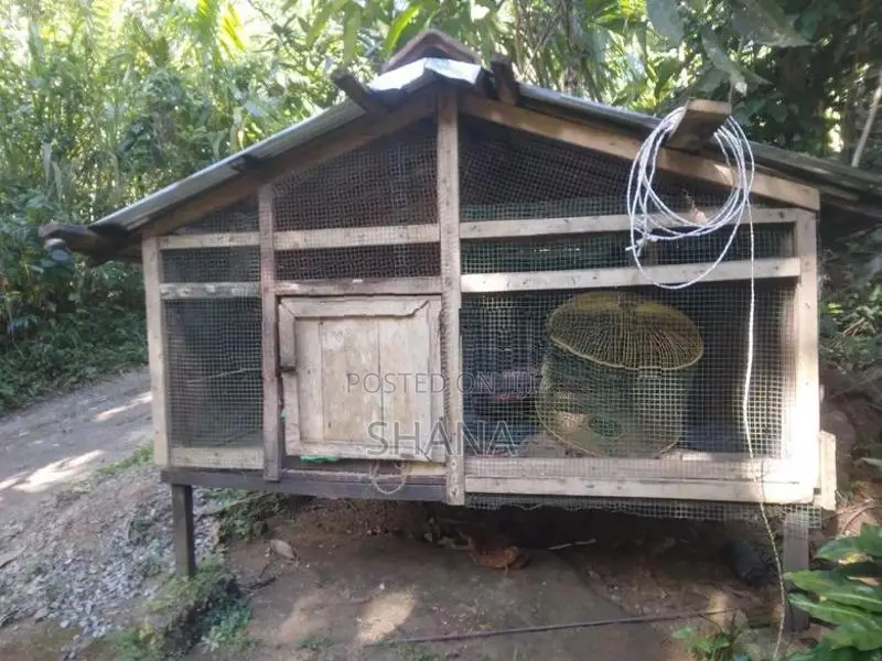 කුකුලන් හෝ විසිතුරු පක්ෂීන් කූඩුව