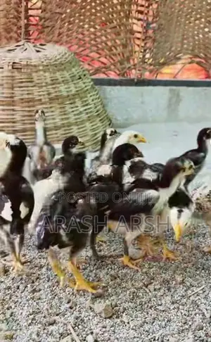 Village Chicks No 1.