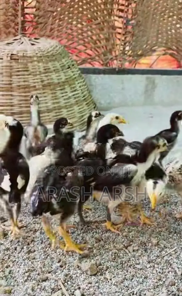Village Chicks No 1.