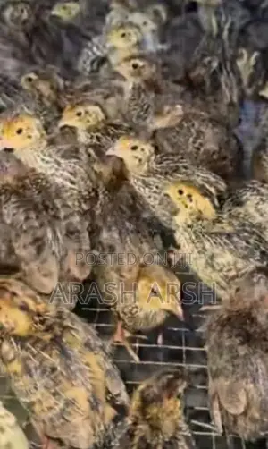 Village Chicks No 1.