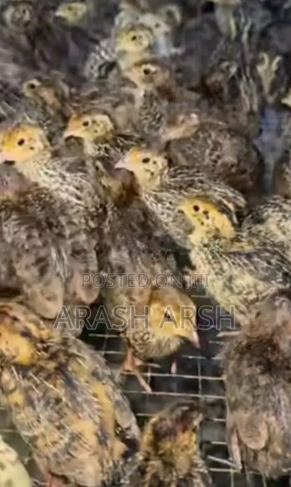 Village Chicks No 1.