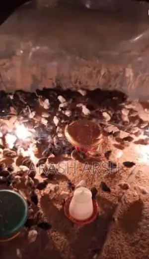 Village Chicks No 1.