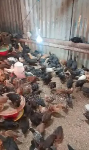 Village Chicks No 1.