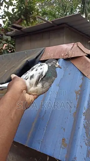 Teddy Pigeon
