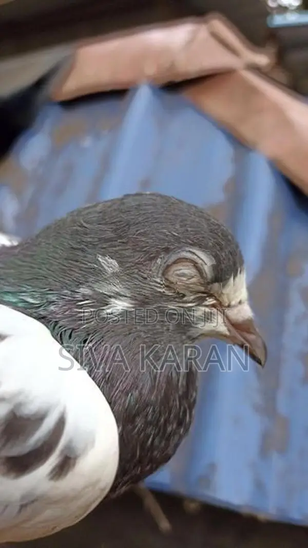 Teddy Pigeon