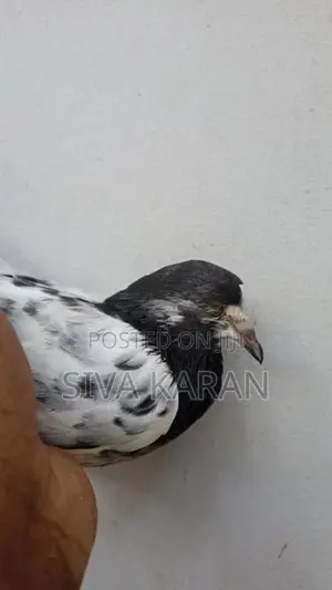 Teddy Pigeon