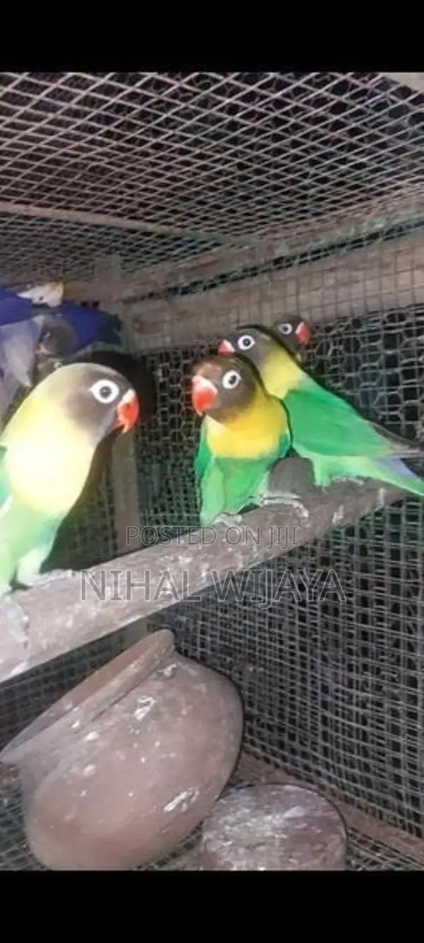 African Birds
