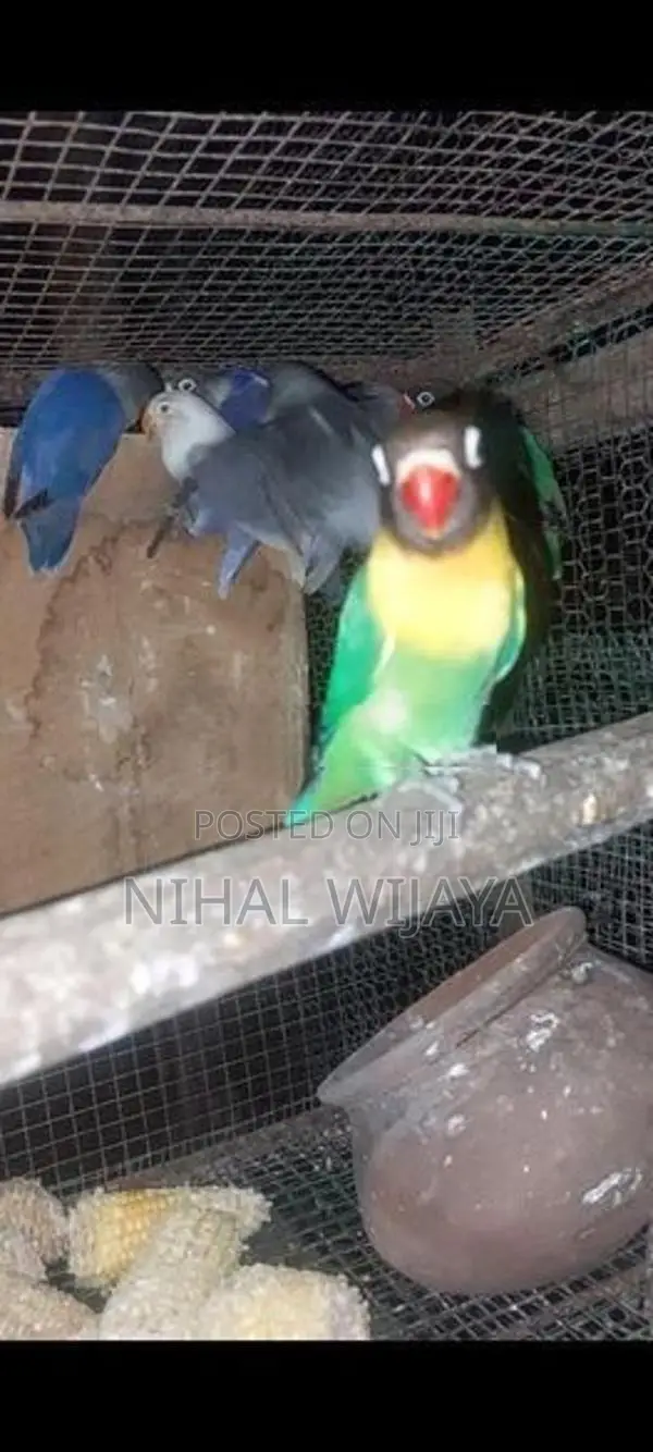 African Birds