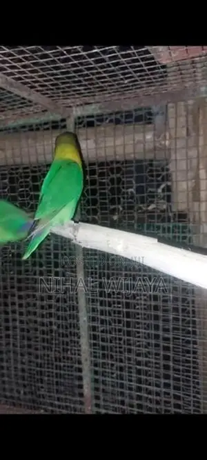 African Birds